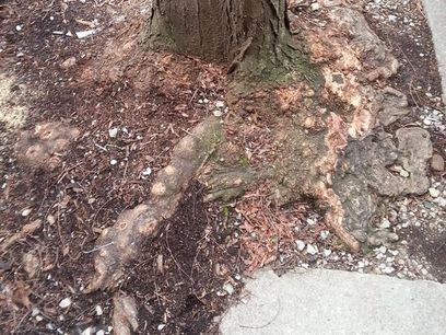 Exposed tree roots with decay