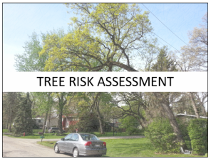 Tree Risk Assessment