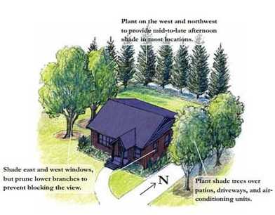 Trees and Energy Efficiency