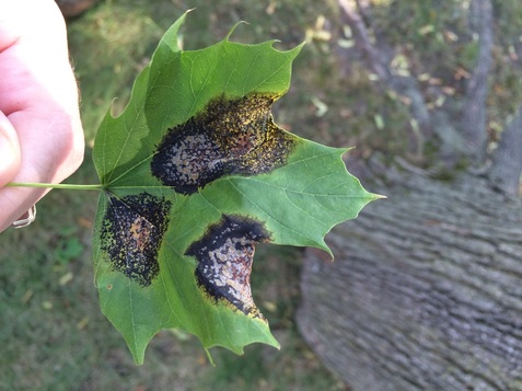 maple leaf tar spot