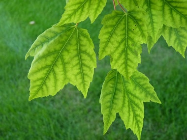 Red maple chlorosis