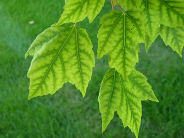 Red maple cholrosis