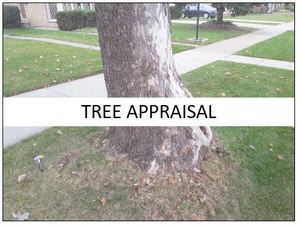 Tree Appraisal