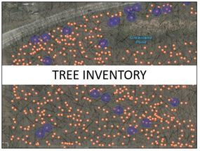 Tree Inventory